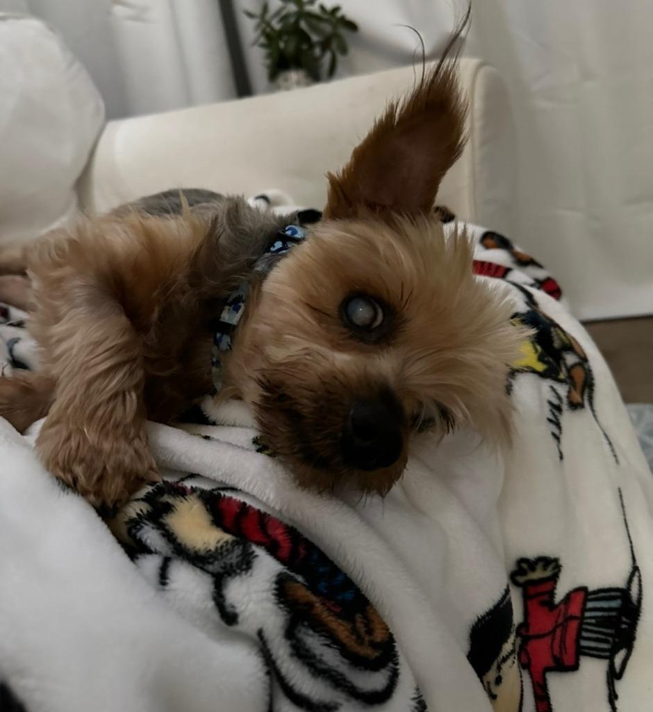 Teddy Bear, Adoptable, Senior Male Yorkshire Terrier.