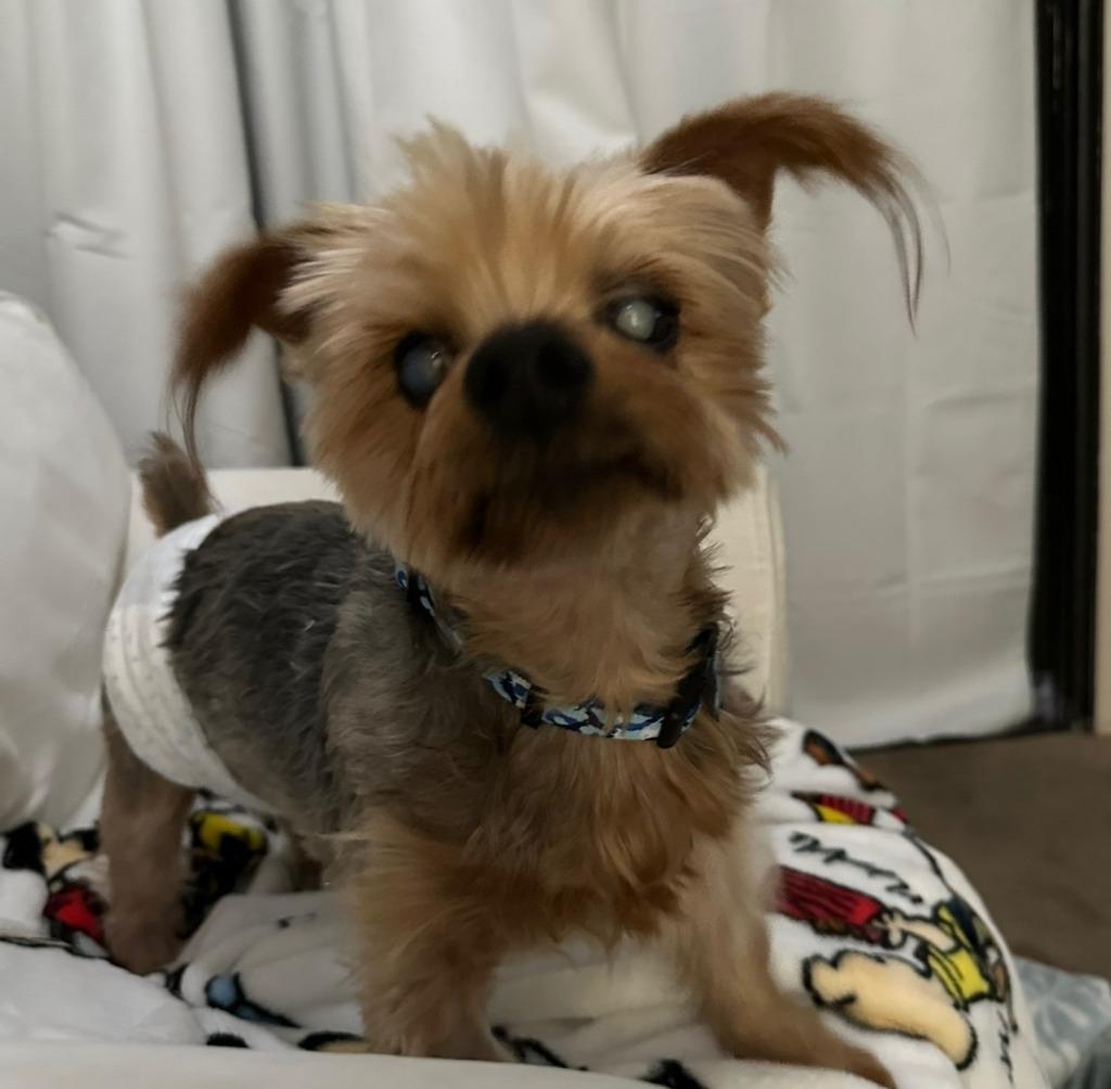 Teddy Bear, a Adoptable Yorkshire Terrier in El Cajon, CA image 2/6