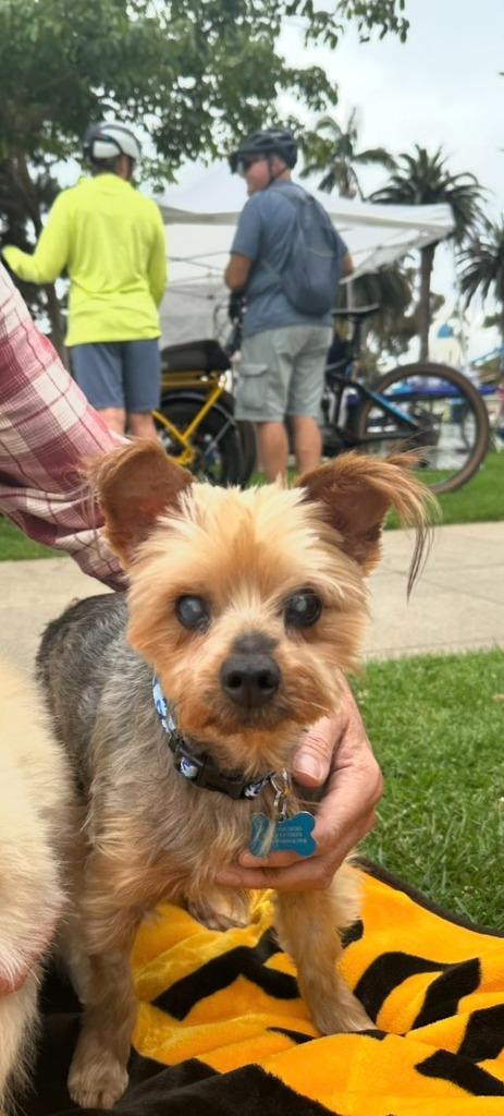 Teddy Bear, a Adoptable Yorkshire Terrier in El Cajon, CA image 4/6