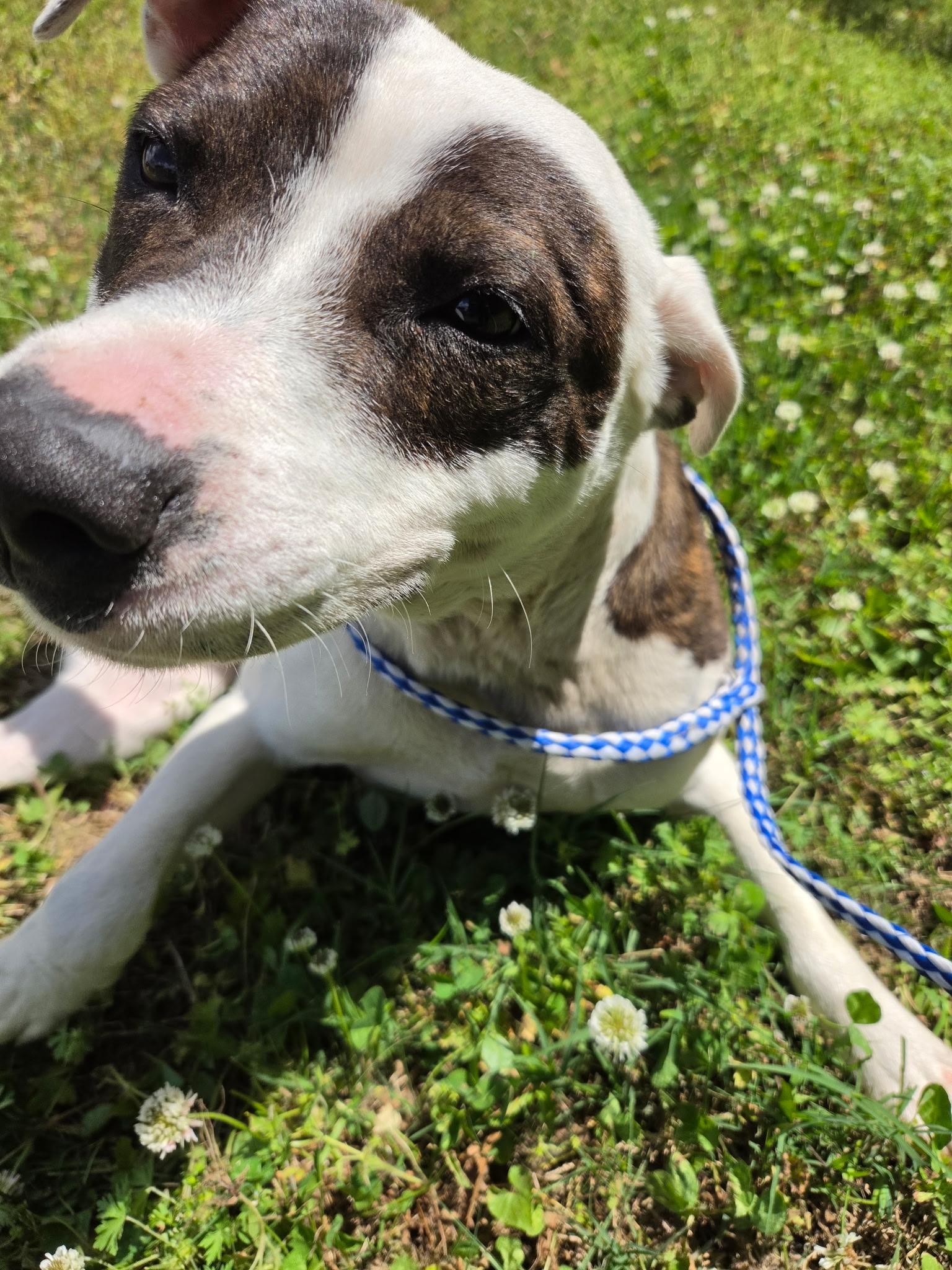 Enlarge Bronco30800, a ADOPTABLE mixed breed in Rocky Mount, NC image 3/4