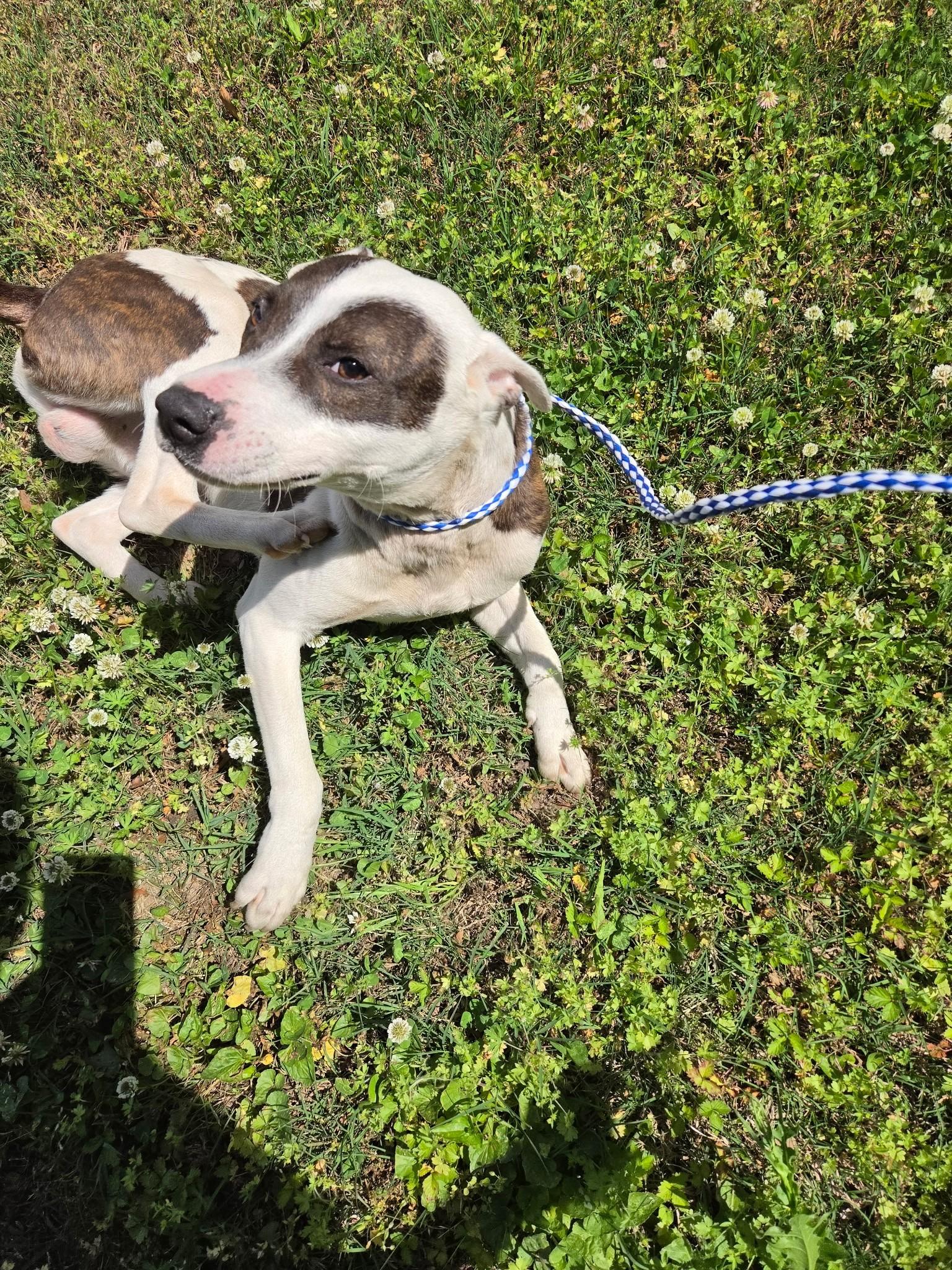 Enlarge Bronco30800, a ADOPTABLE mixed breed in Rocky Mount, NC image 4/4