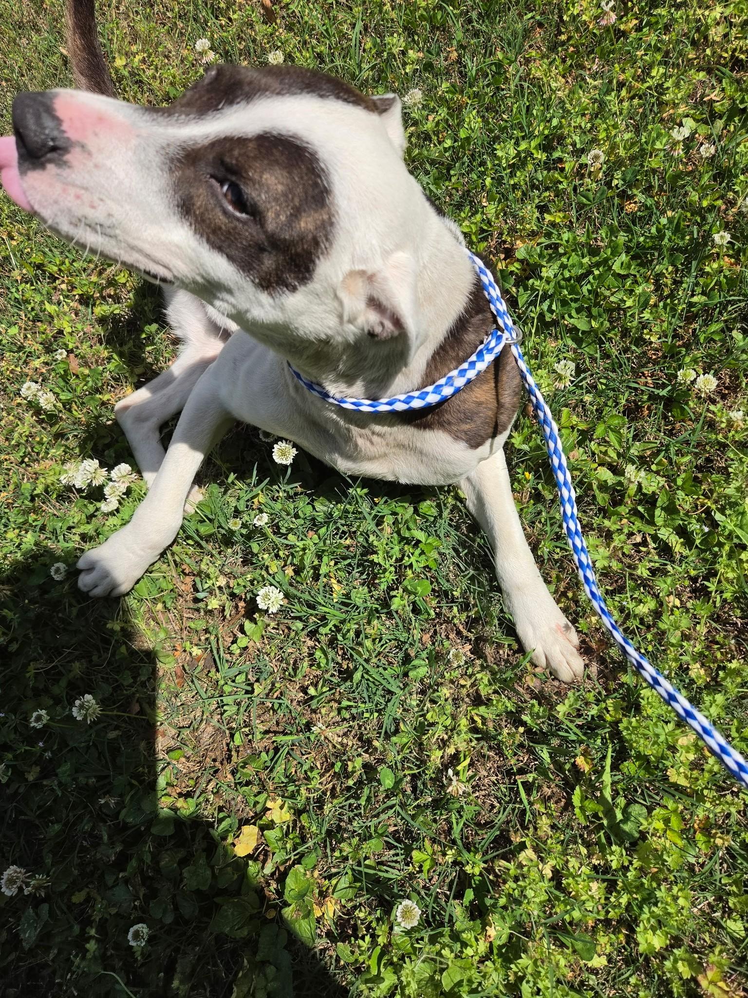 Enlarge Bronco30800, a ADOPTABLE mixed breed in Rocky Mount, NC image 2/4