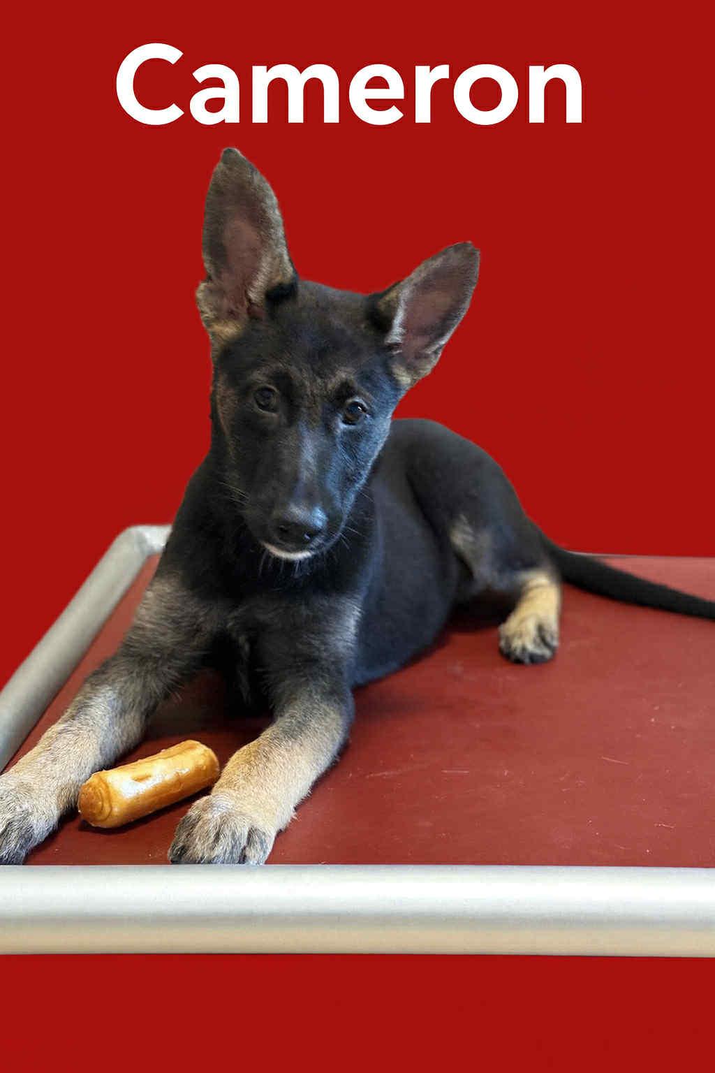 Cameron, adopted, Young Female German Shepherd Dog.