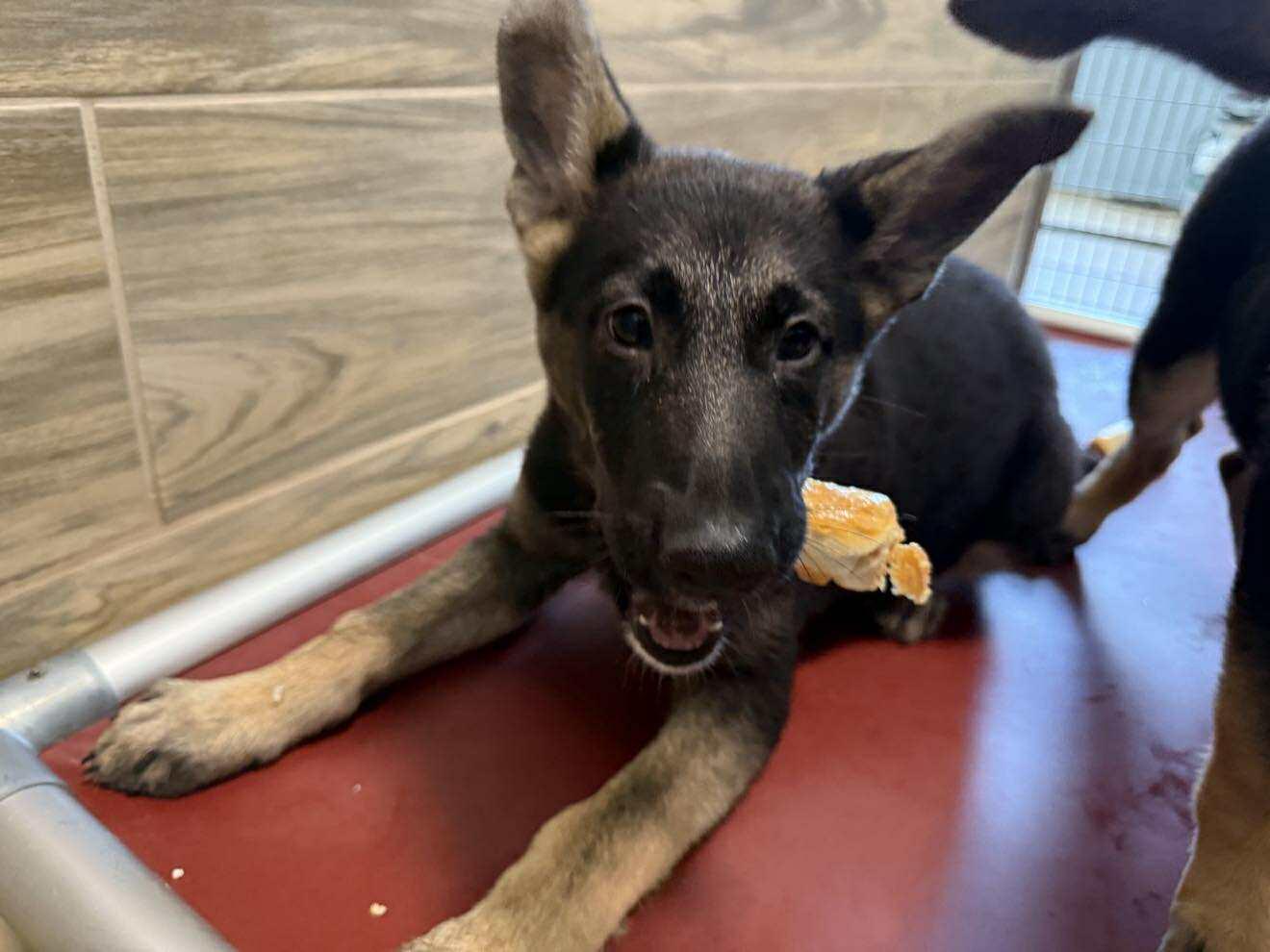 Enlarge Cameron, an adopted mixed breed in Glendale, AZ image 4/4