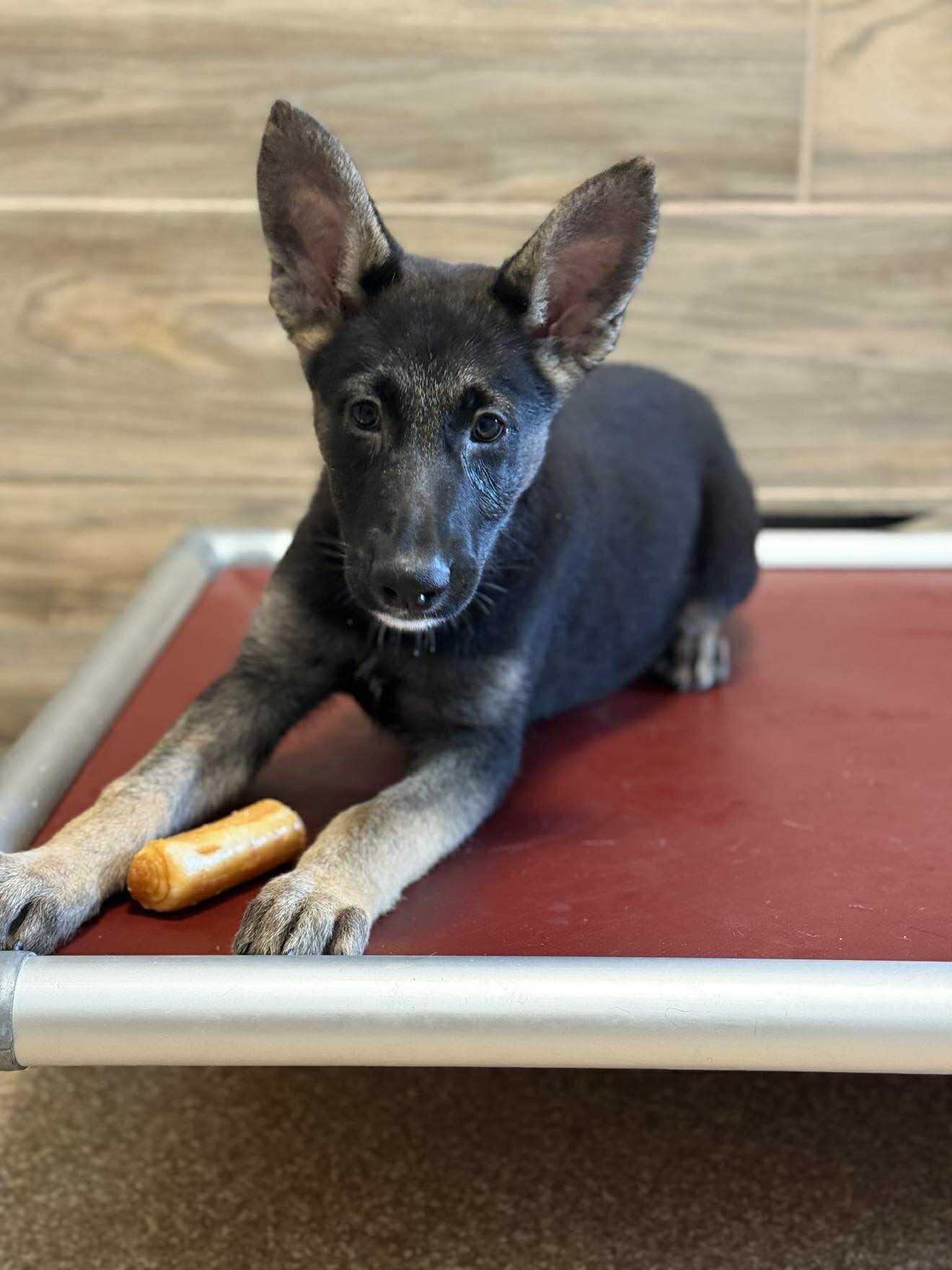 Enlarge Cameron, an adopted mixed breed in Glendale, AZ image 2/4