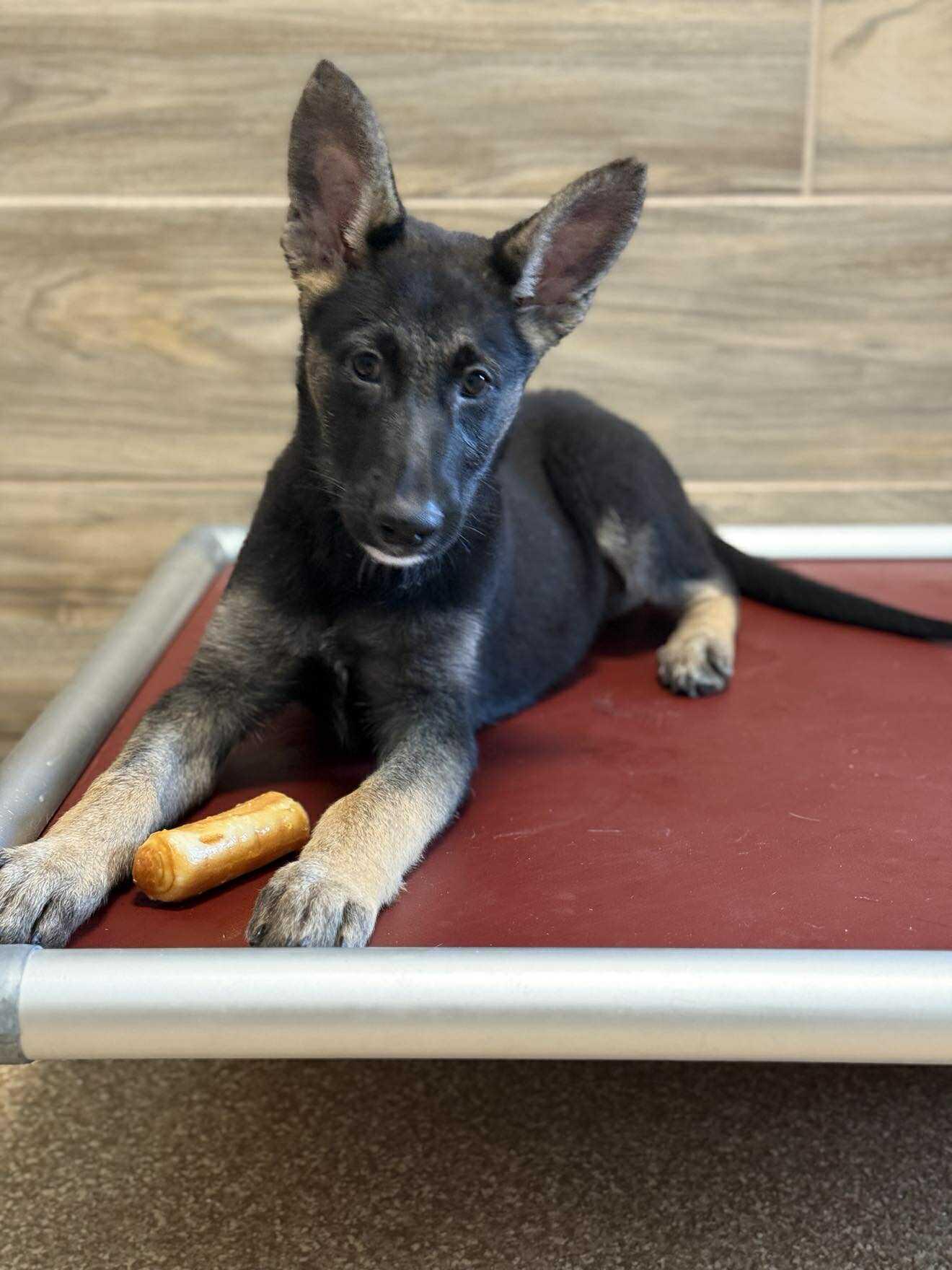 Enlarge Cameron, an adopted mixed breed in Glendale, AZ image 3/4