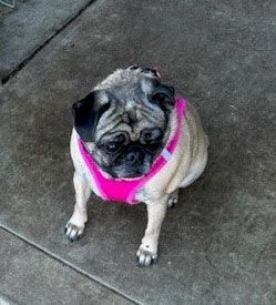 Enlarge Lilly, a Adoptable Pug in Claremore, OK image 1/1