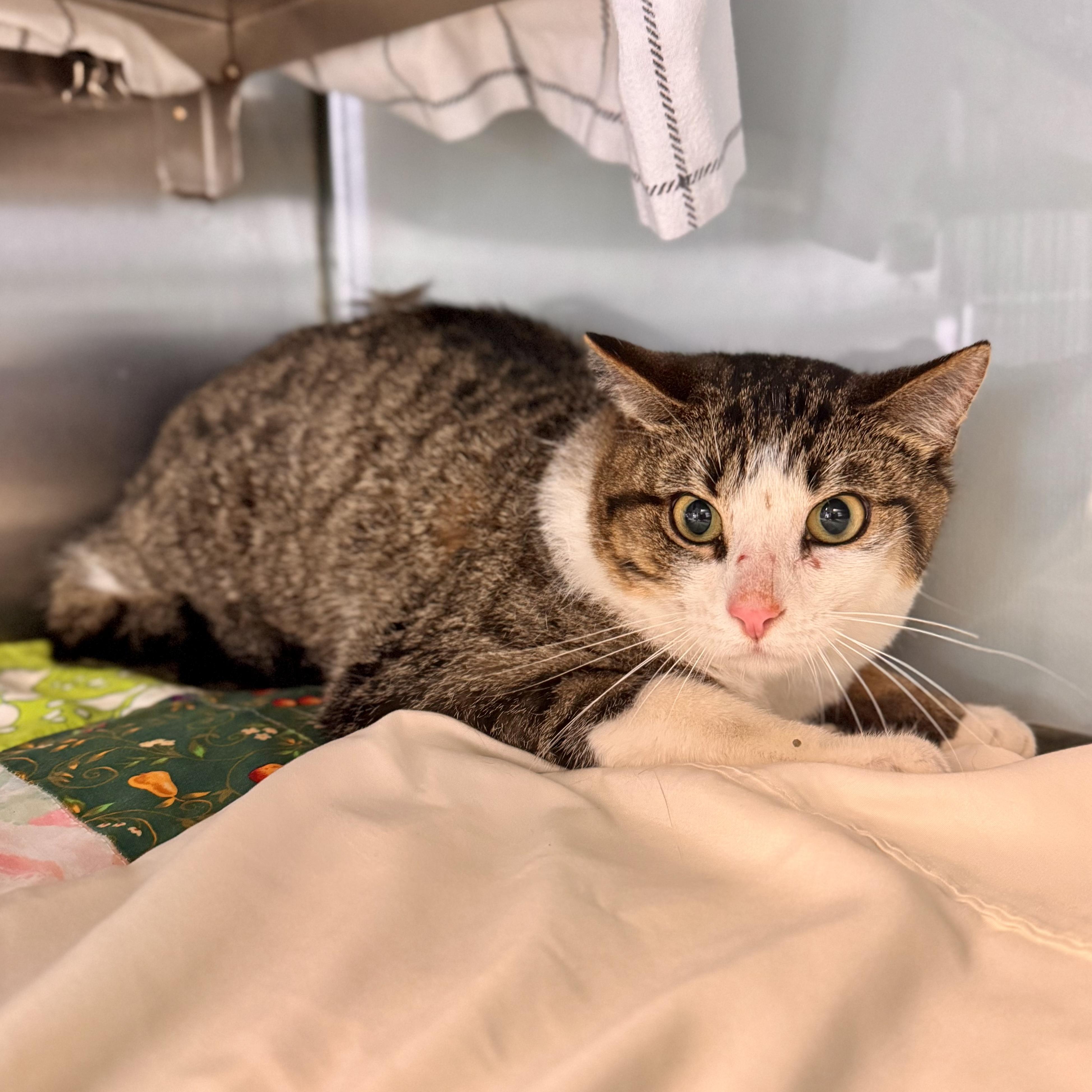 Rupert, a ADOPTABLE Domestic Short Hair in Midland, MI image 2/2