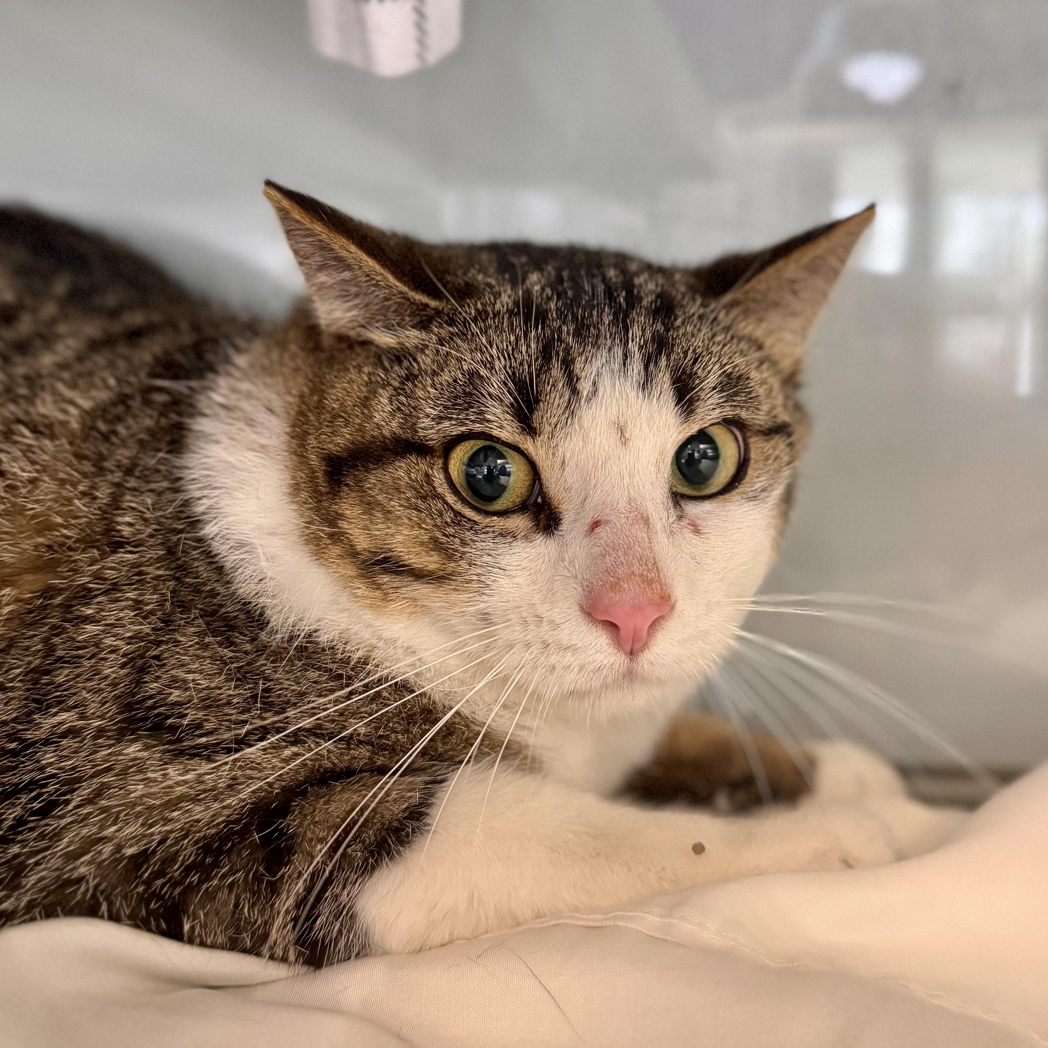 Rupert, ADOPTABLE, Young Male Domestic Short Hair.