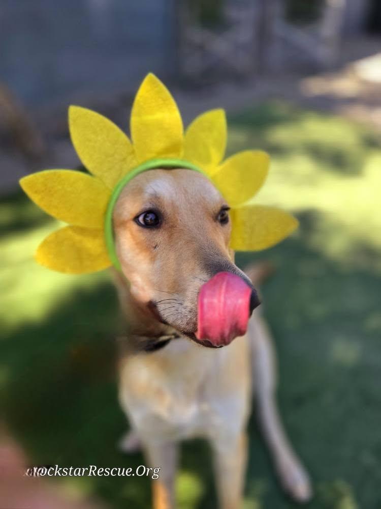 Enlarge Jellybean, a Adoptable mixed breed in Phoenix, AZ image 1/6