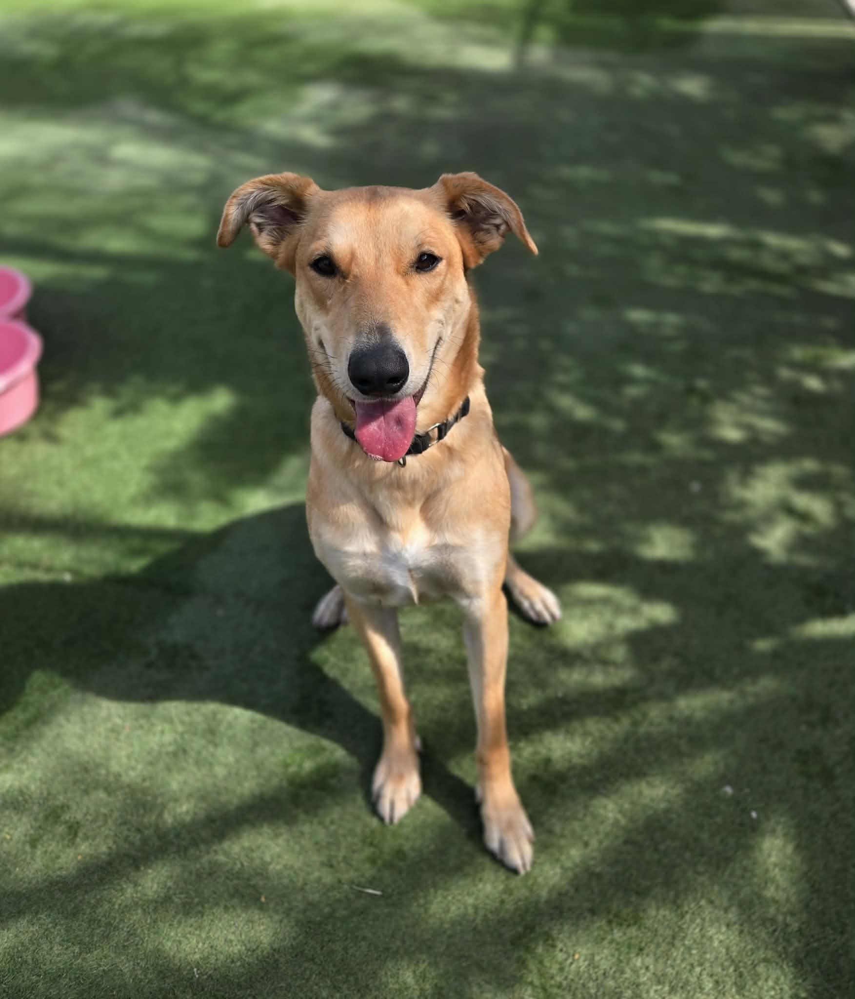 Jellybean, Adoptable, Young Female Carolina Dog.