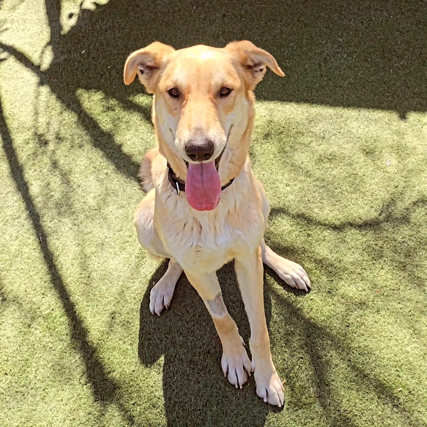 Enlarge Jellybean, a Adoptable mixed breed in Phoenix, AZ image 5/6