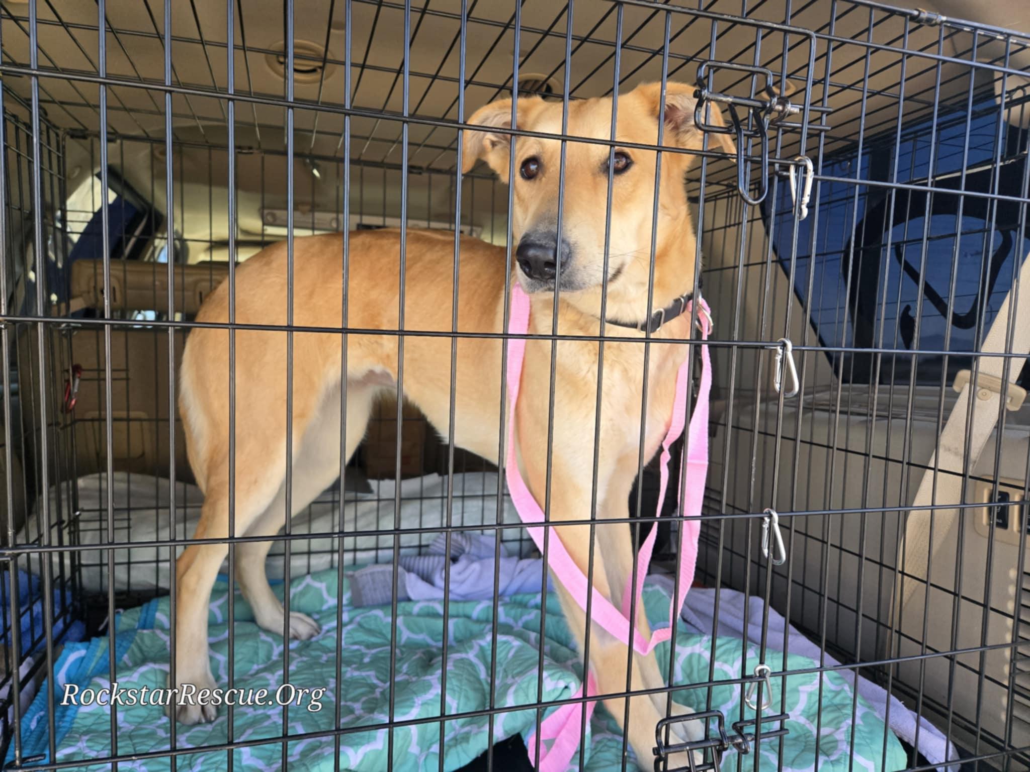 Enlarge Jellybean, a Adoptable mixed breed in Phoenix, AZ image 6/6