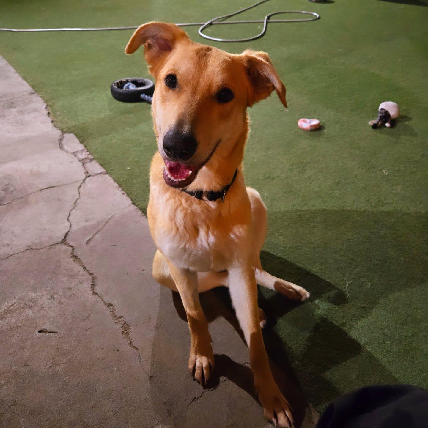 Jellybean, Young Female Carolina Dog