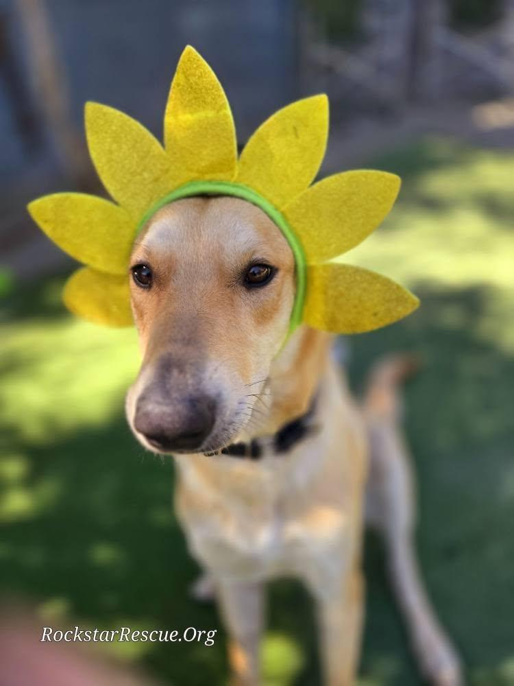 Enlarge Jellybean, a Adoptable mixed breed in Phoenix, AZ image 4/6