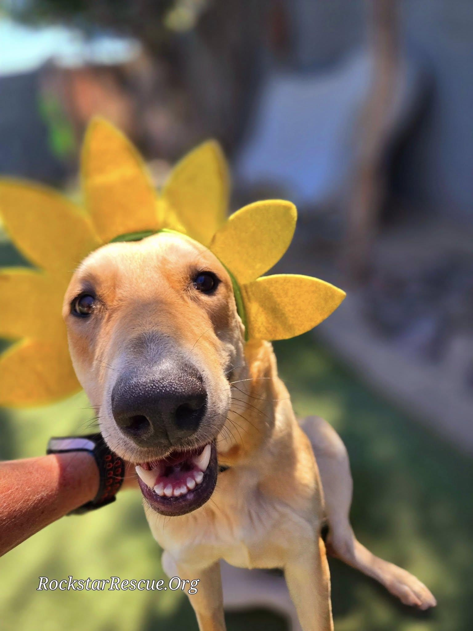 Enlarge Jellybean, a Adoptable mixed breed in Phoenix, AZ image 3/6