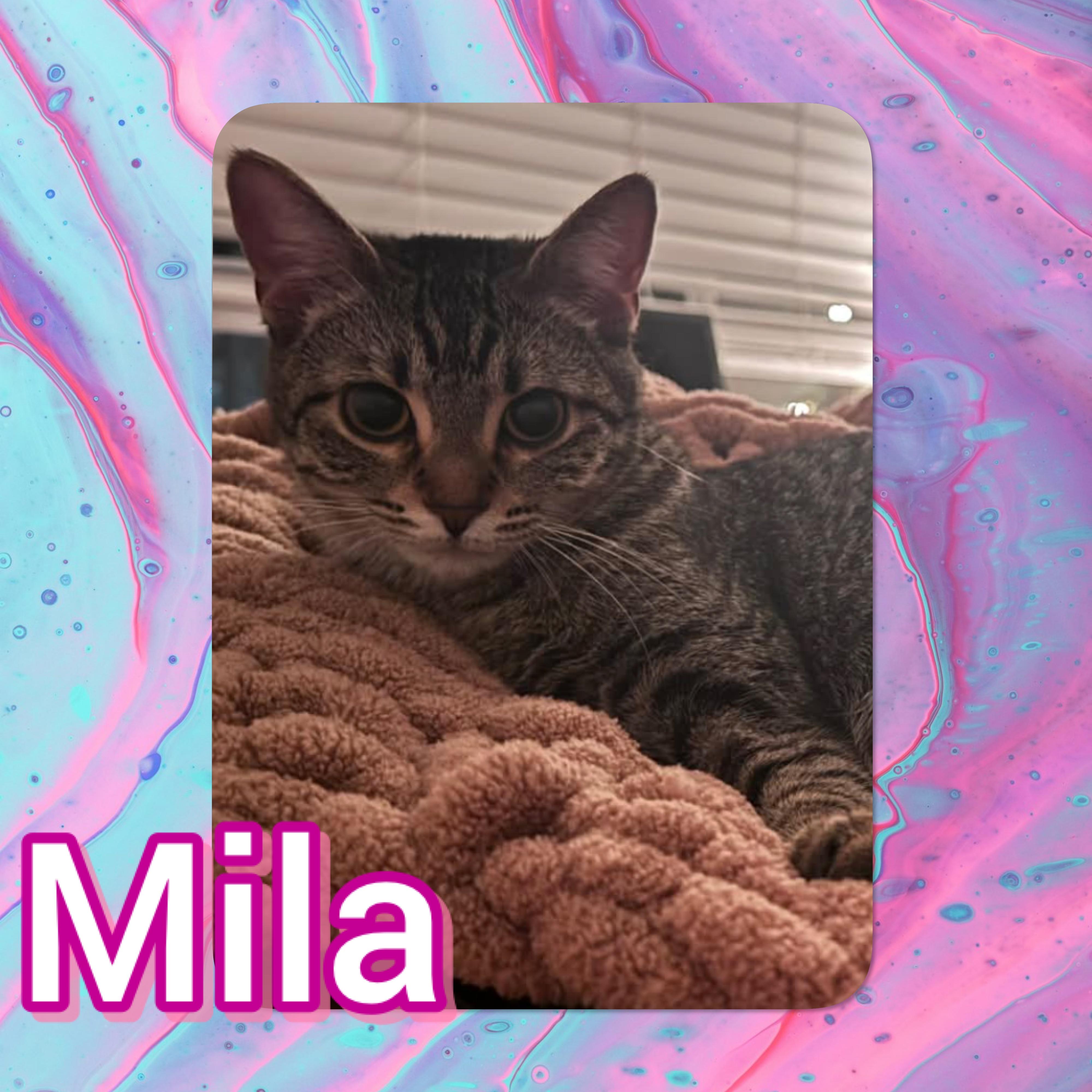 Mila, Adoptable, Young Female Domestic Short Hair.