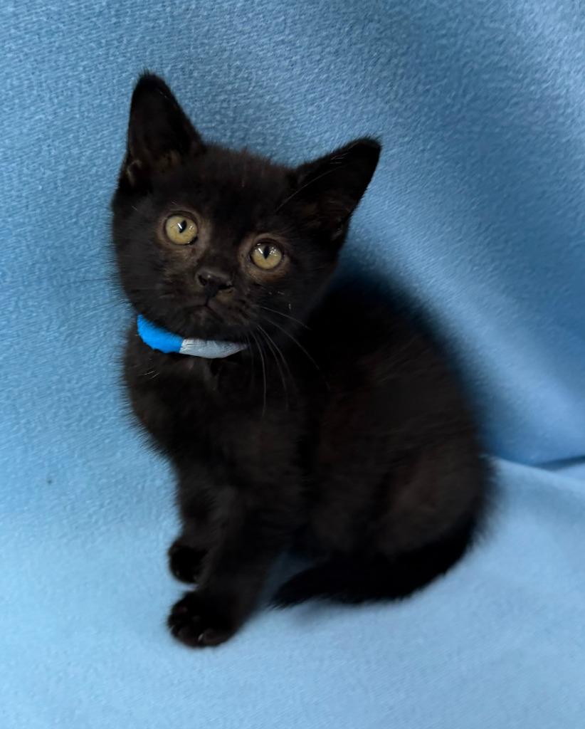 Dracula, Adoptable, Kitten Male Domestic Short Hair.