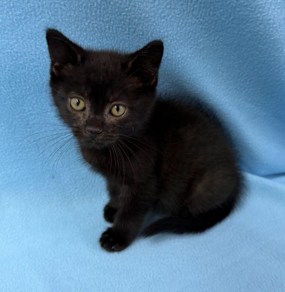 Enlarge Dracula, a Adoptable mixed breed in Lagrange, IN image 2/2