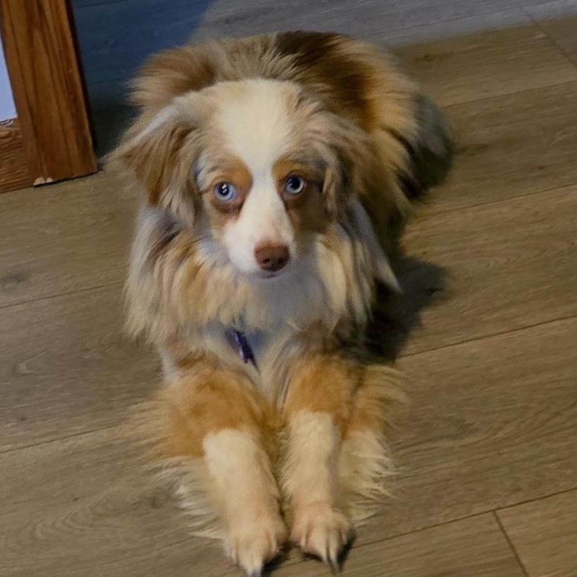 Enlarge Kylie, a Adoptable Australian Shepherd in Crystal, MN image 1/4
