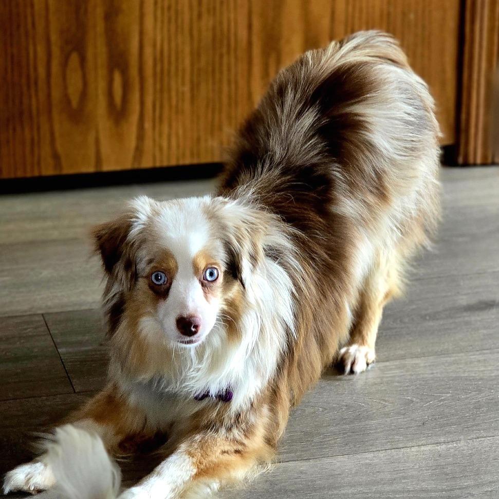 Enlarge Kylie, a Adoptable Australian Shepherd in Crystal, MN image 2/4