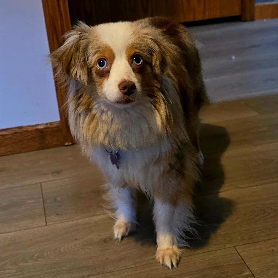 Enlarge Kylie, a Adoptable Australian Shepherd in Crystal, MN image 3/4