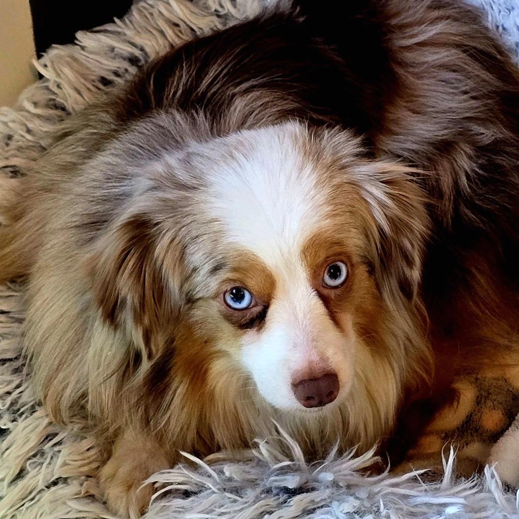 Enlarge Kylie, a Adoptable Australian Shepherd in Crystal, MN image 4/4