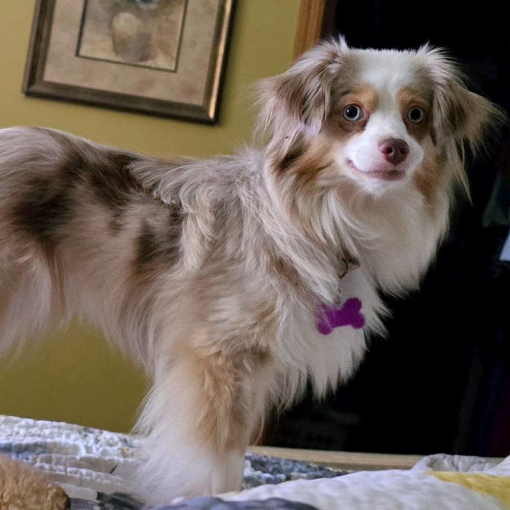 Kylie, a Adoptable Australian Shepherd in Crystal, MN image 5/5