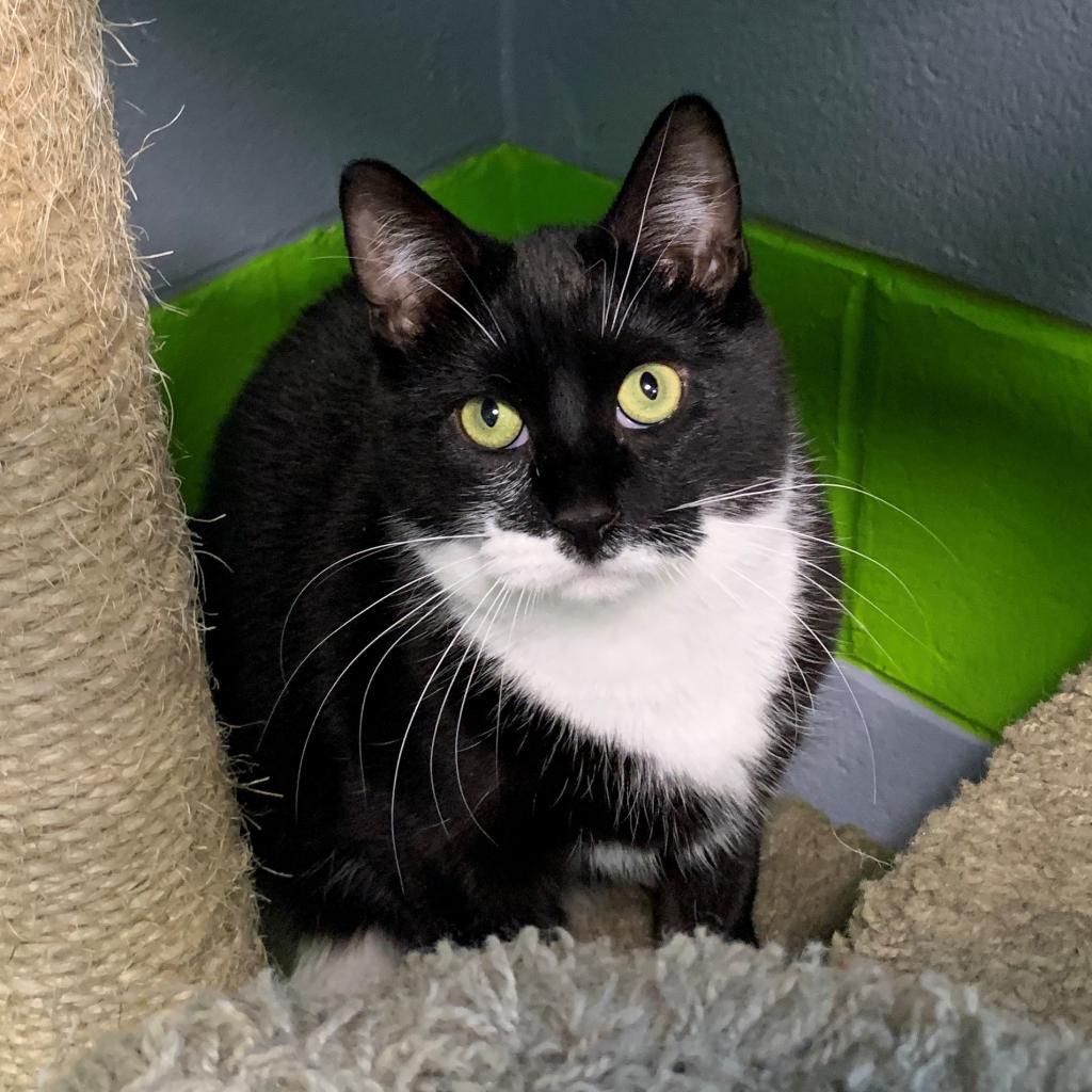 Moose, Adoptable, Senior Male Domestic Short Hair.
