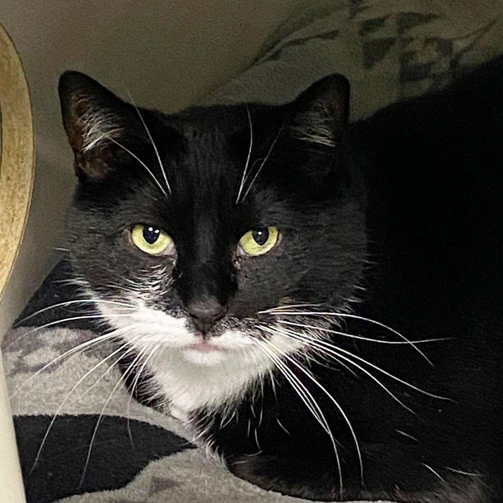 Moose, a Adoptable Domestic Short Hair in Hampton Bays, NY image 2/6