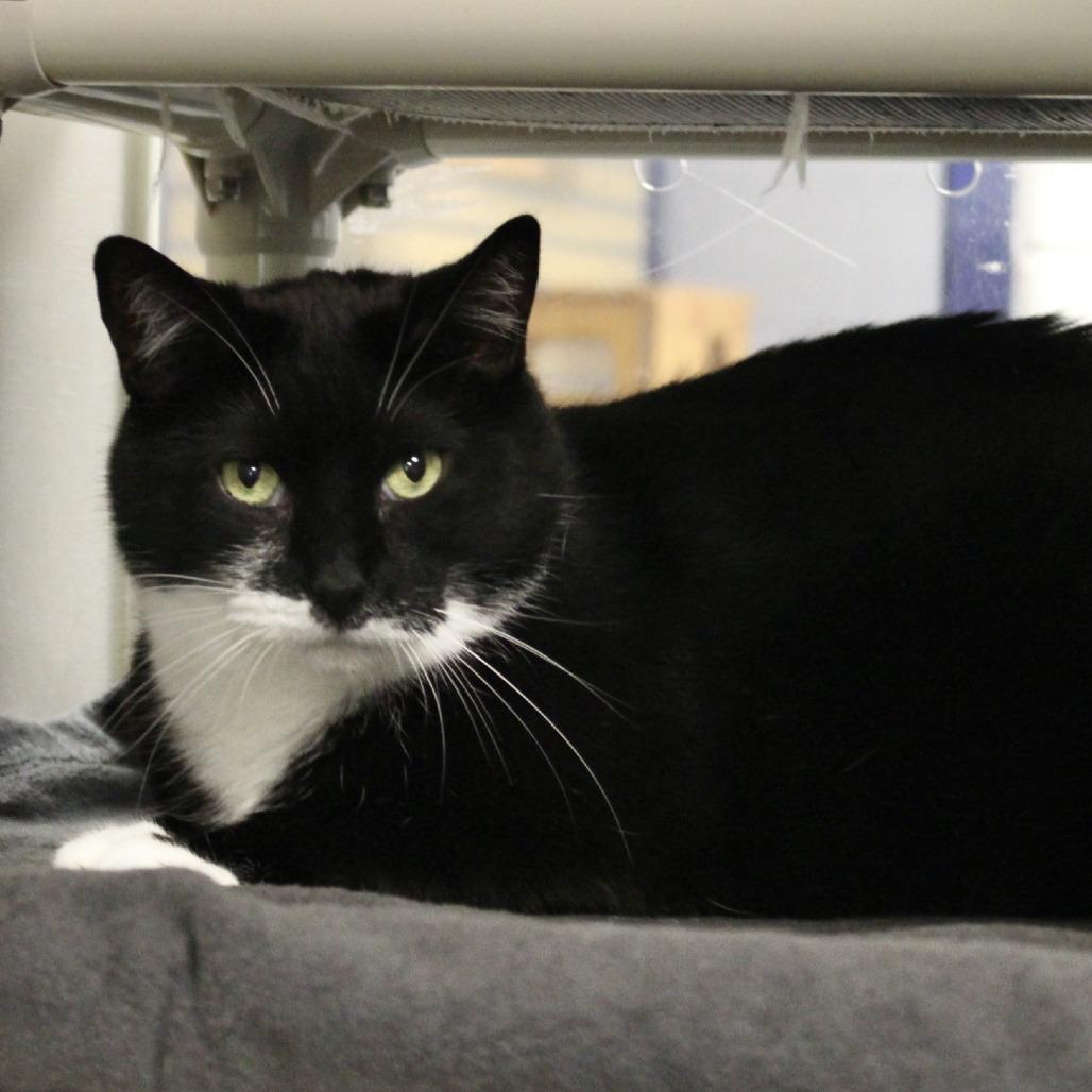 Moose, a Adoptable Domestic Short Hair in Hampton Bays, NY image 3/6