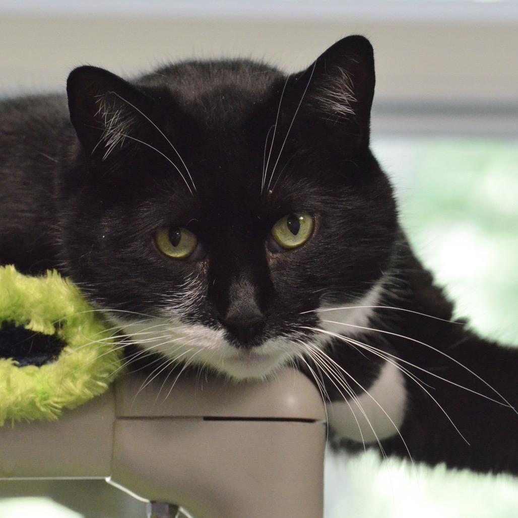 Moose, a Adoptable Domestic Short Hair in Hampton Bays, NY image 4/6