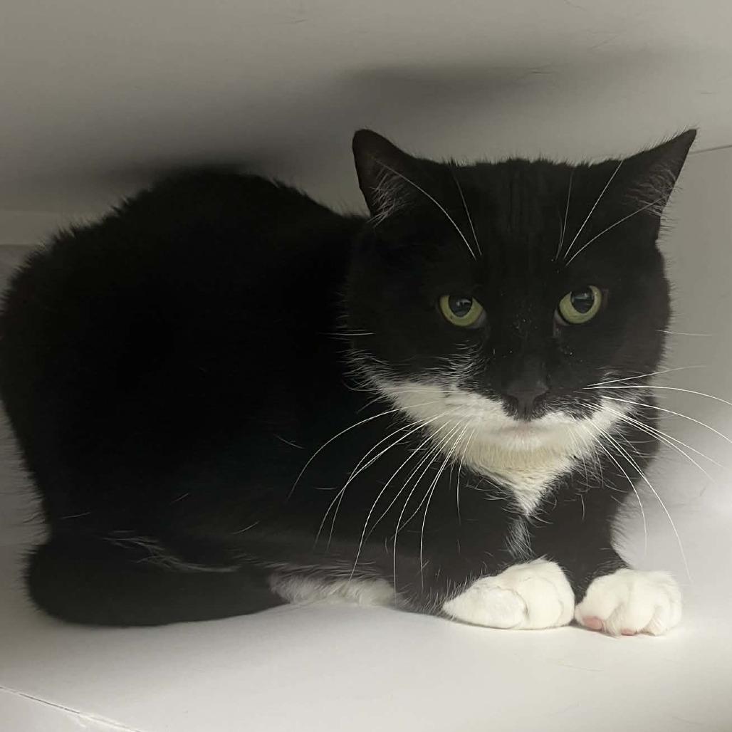 Moose, a Adoptable Domestic Short Hair in Hampton Bays, NY image 5/6