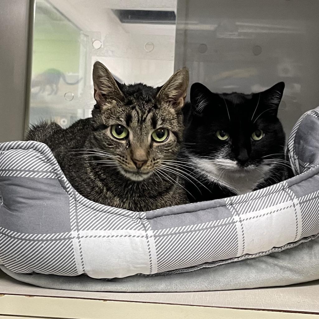 Moose, a Adoptable Domestic Short Hair in Hampton Bays, NY image 6/6