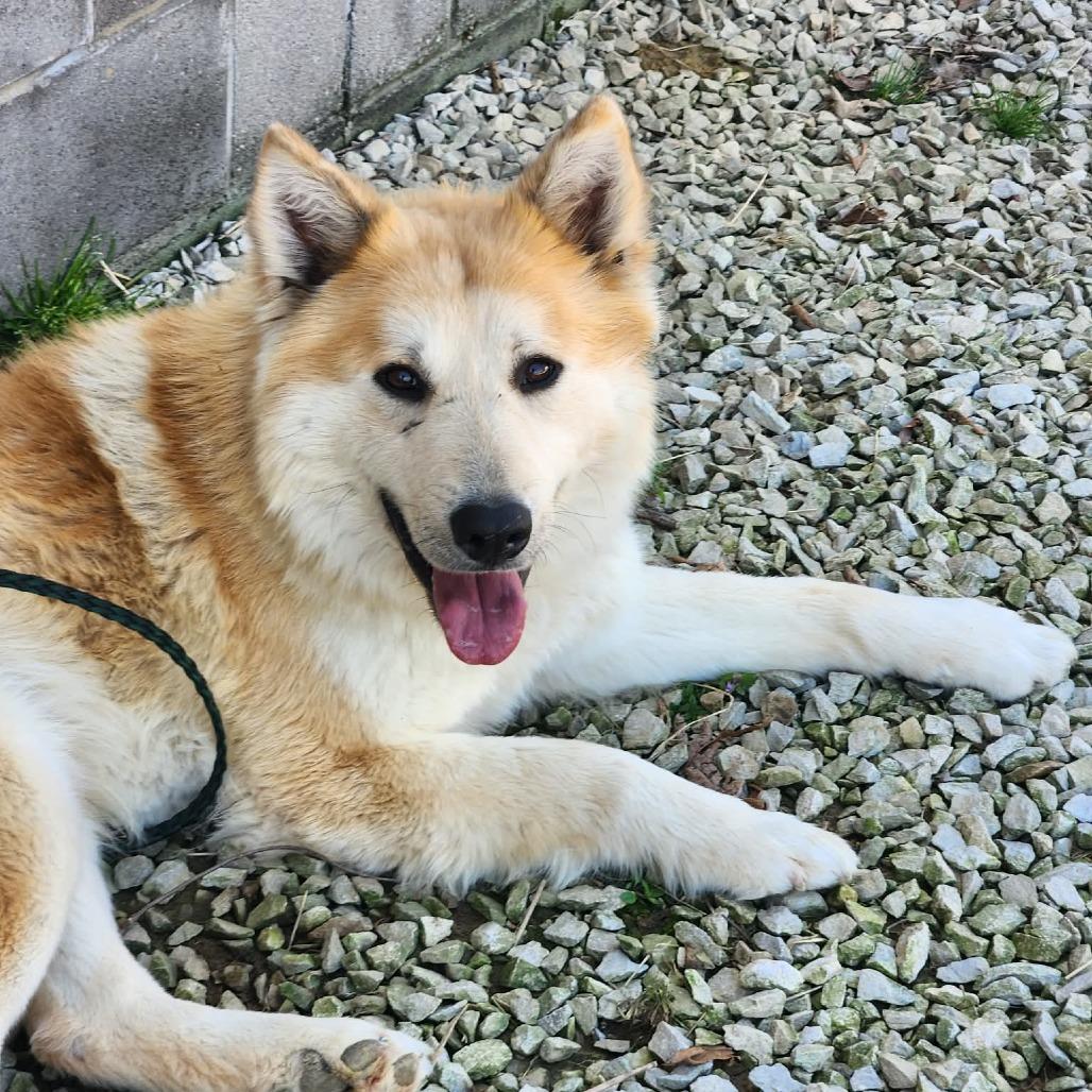 Milo, Adoptable, Adult Male Great Pyrenees & Shepherd.