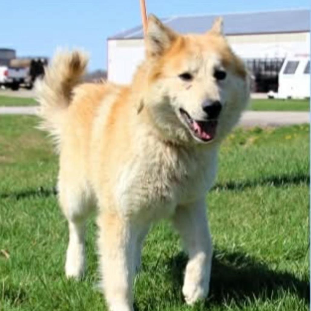 Enlarge Milo, a Adoptable mixed breed in Erie, PA image 2/2