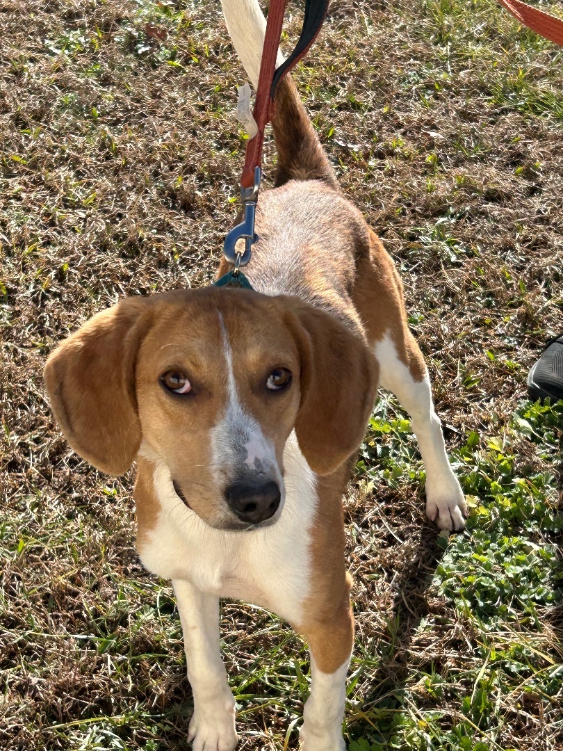 Enlarge Braxton, a Adoptable Hound in Charles City, VA image 1/3