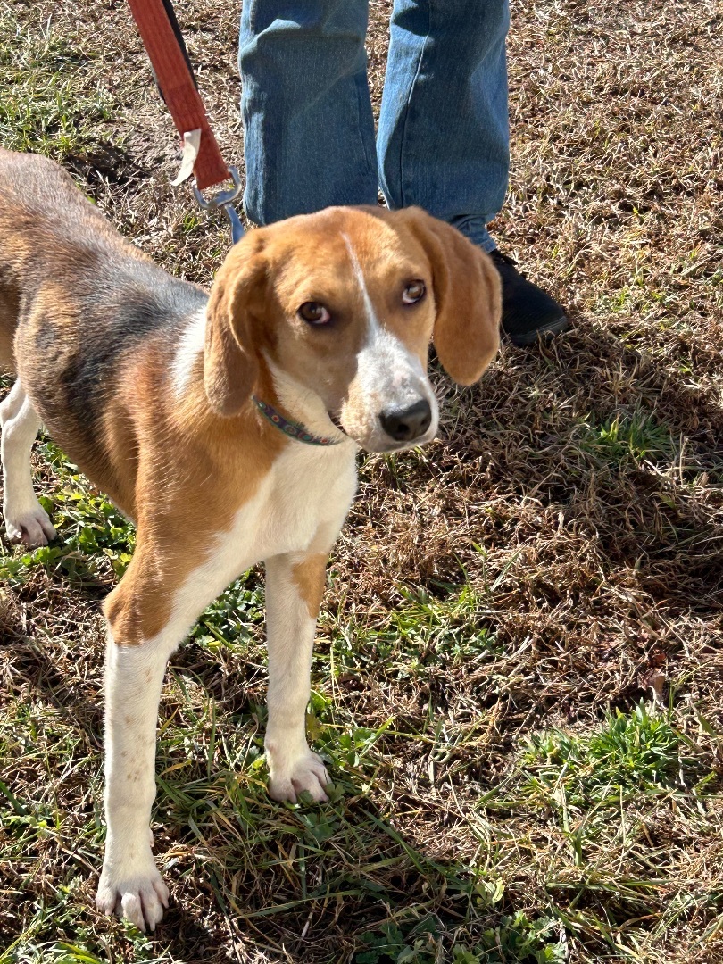 Enlarge Braxton, a Adoptable Hound in Charles City, VA image 2/3