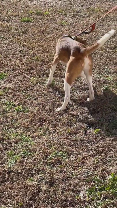 Enlarge Braxton, a Adoptable Hound in Charles City, VA video 3/3