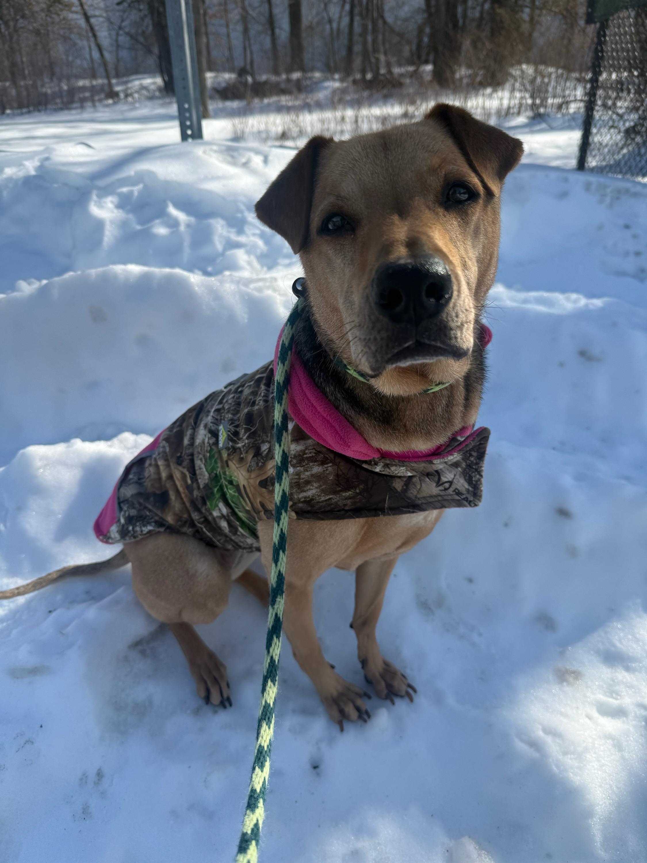 Lucy, adopted, Senior Female Hound.