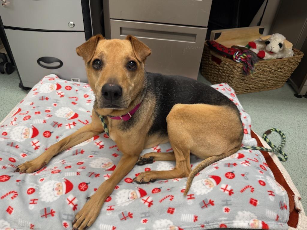 Enlarge Lucy, an adopted mixed breed in Teterboro, NJ image 3/5