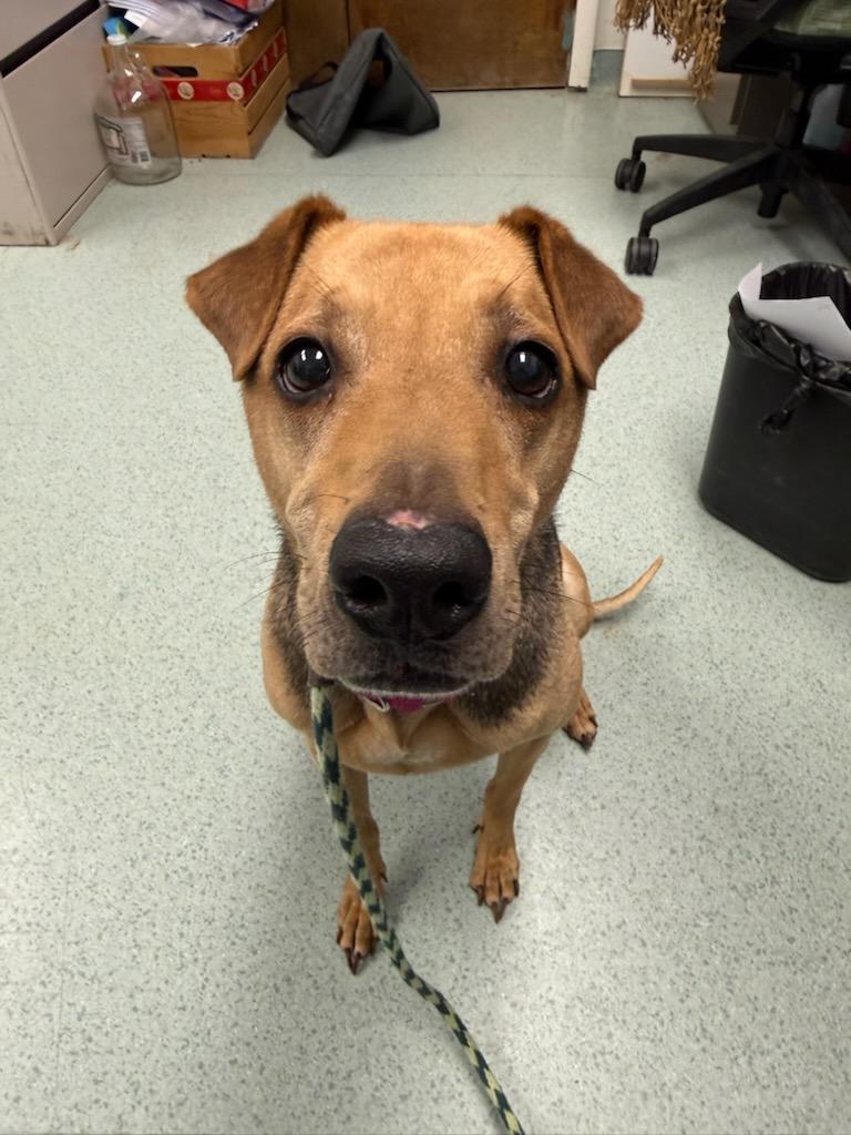 Enlarge Lucy, an adopted mixed breed in Teterboro, NJ image 5/5