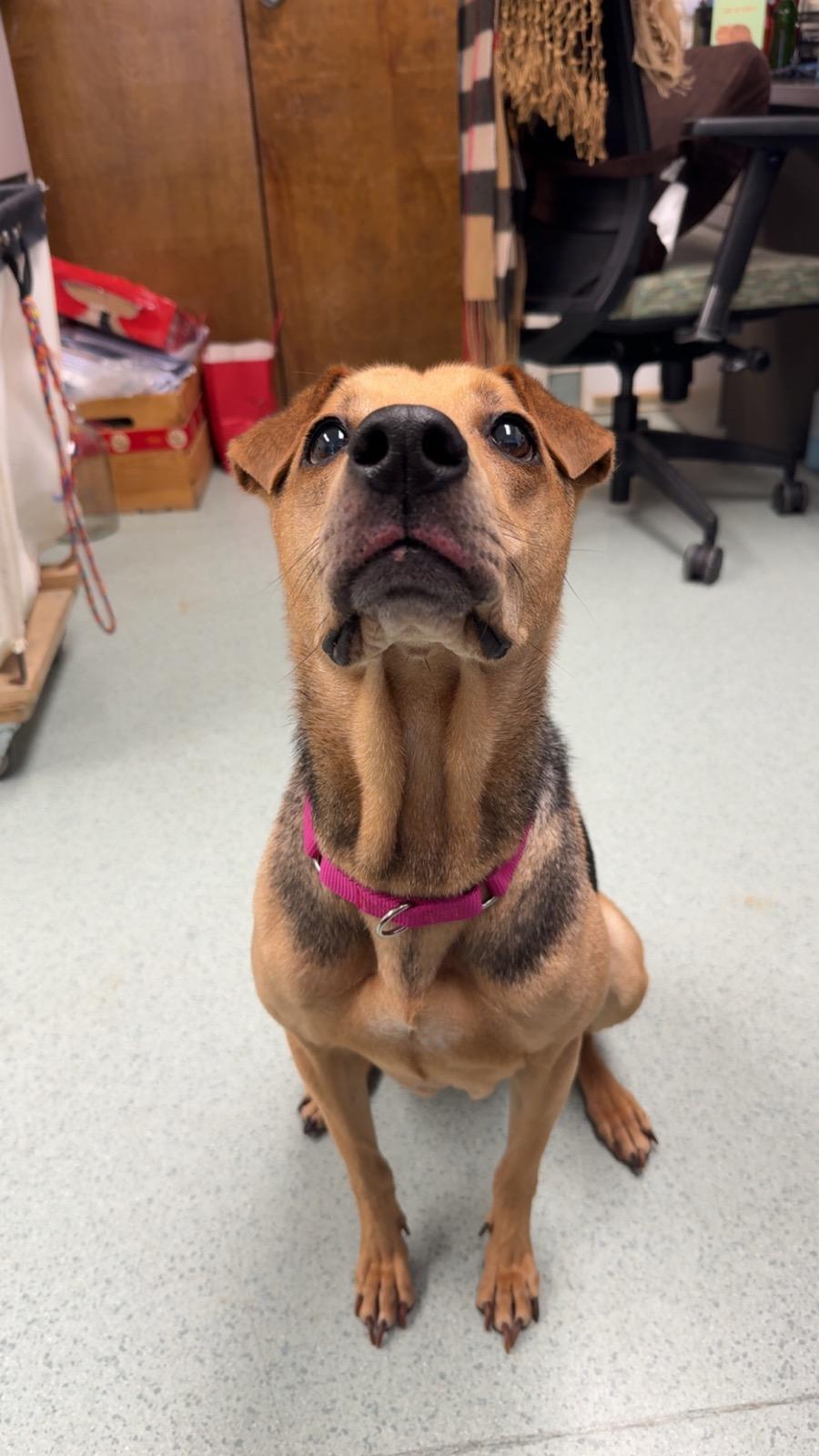 Enlarge Lucy, an adopted mixed breed in Teterboro, NJ image 4/5