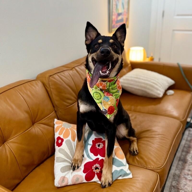 Rocky a ball-loving good time