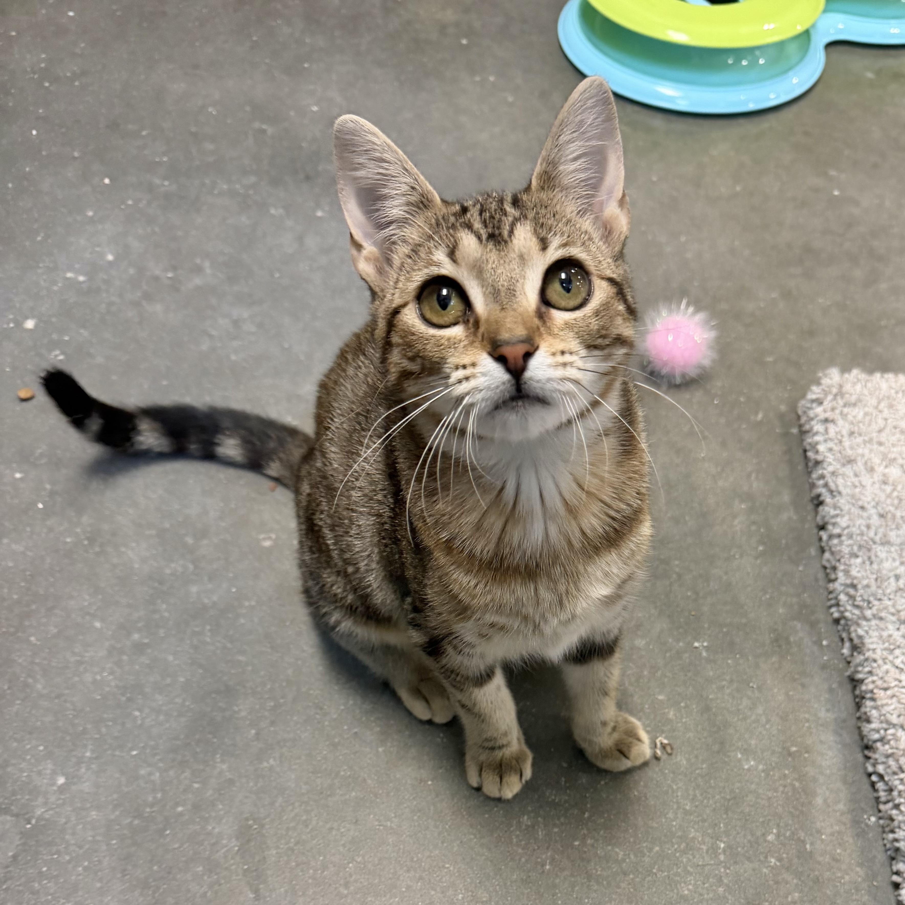 Enlarge June Carter, an adopted Domestic Short Hair in Rock Hill, SC image 3/4