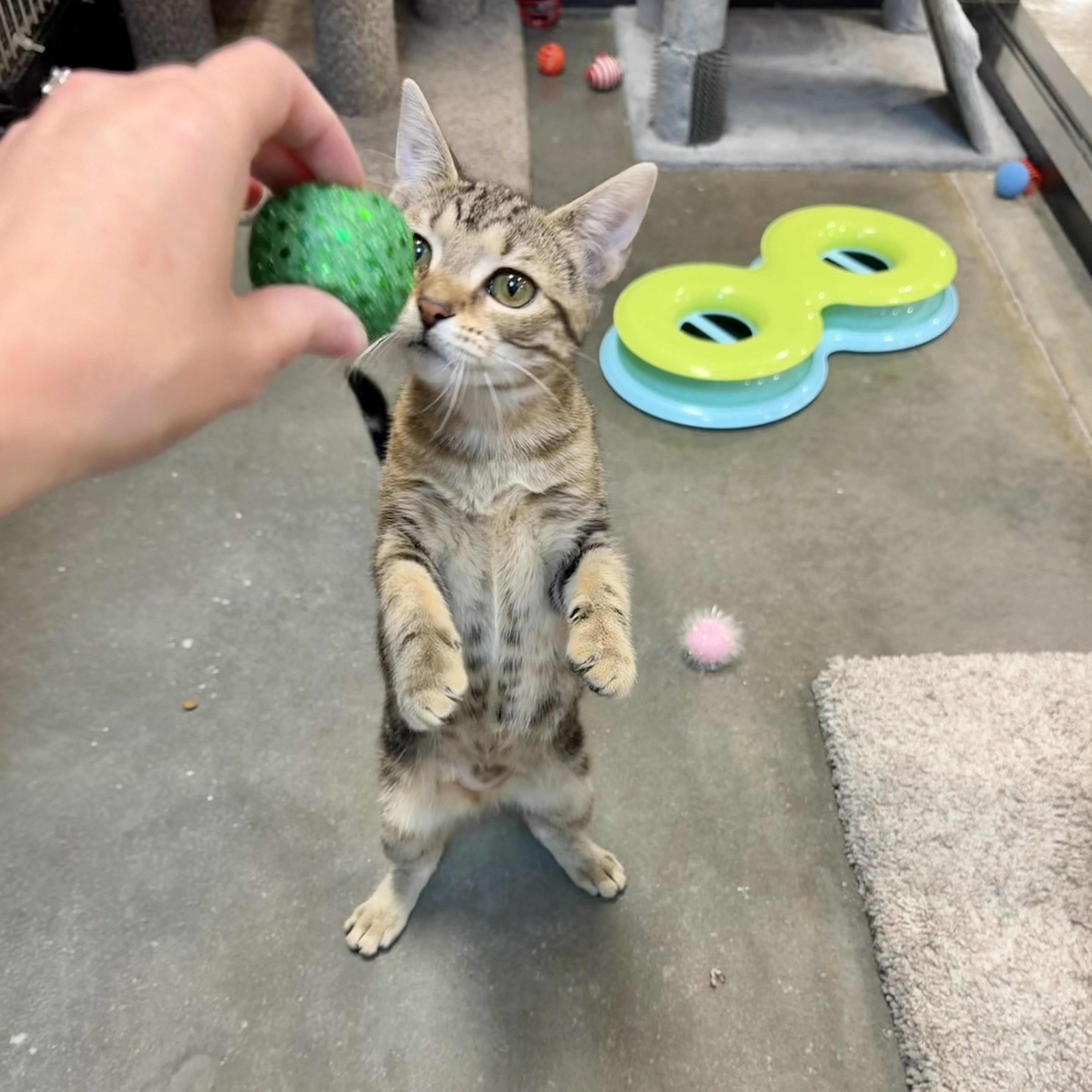 Enlarge June Carter, an adopted Domestic Short Hair in Rock Hill, SC image 2/4