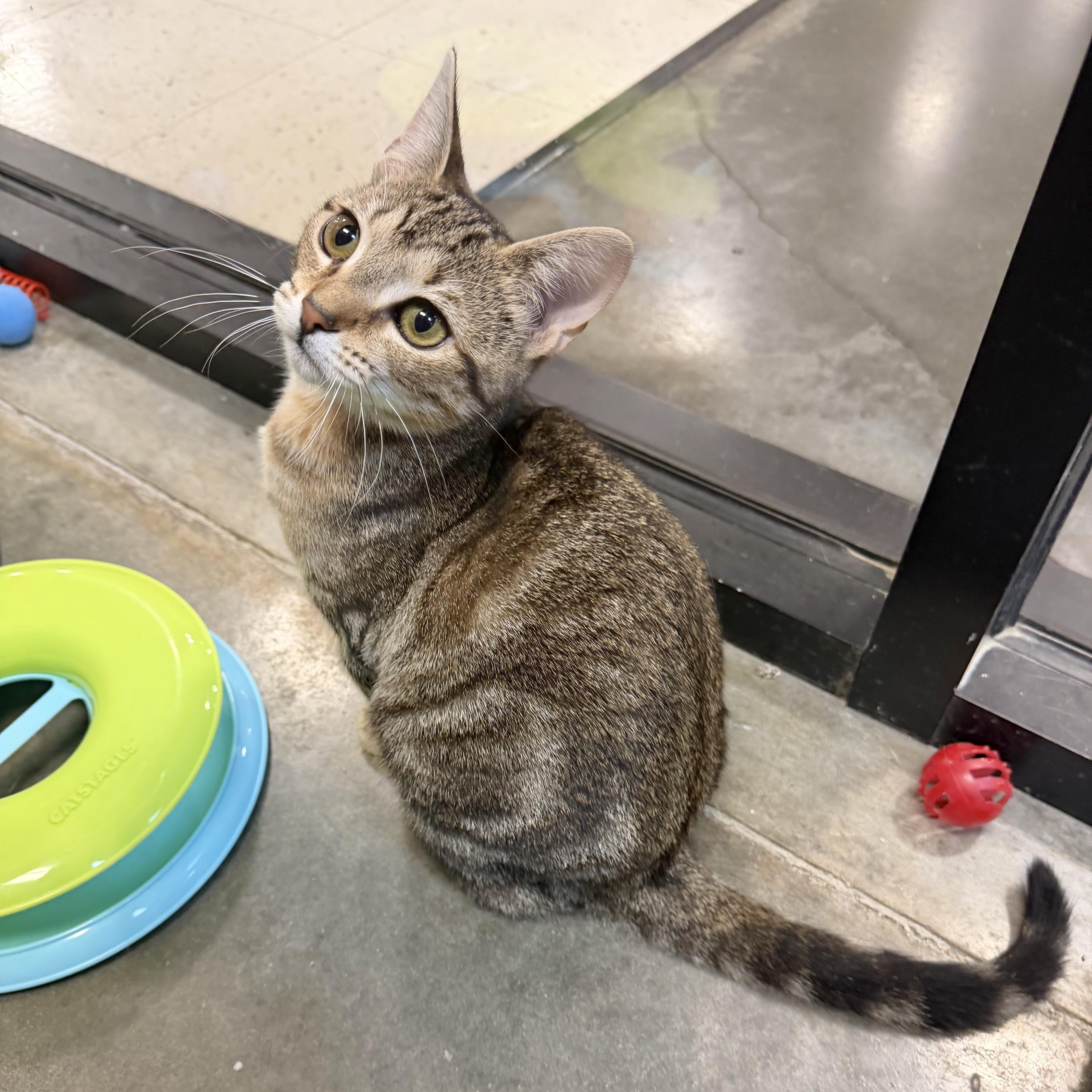 Enlarge June Carter, an adopted Domestic Short Hair in Rock Hill, SC image 1/4