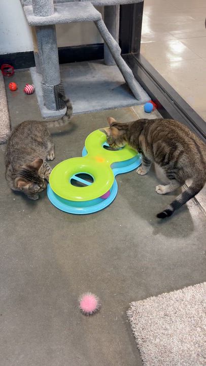 Enlarge June Carter, an adopted Domestic Short Hair in Rock Hill, SC video 4/4