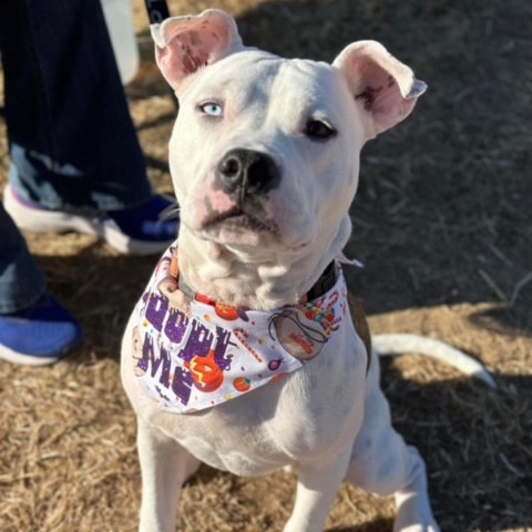 Oliver, a Adoptable mixed breed in Des Moines, IA image 6/6