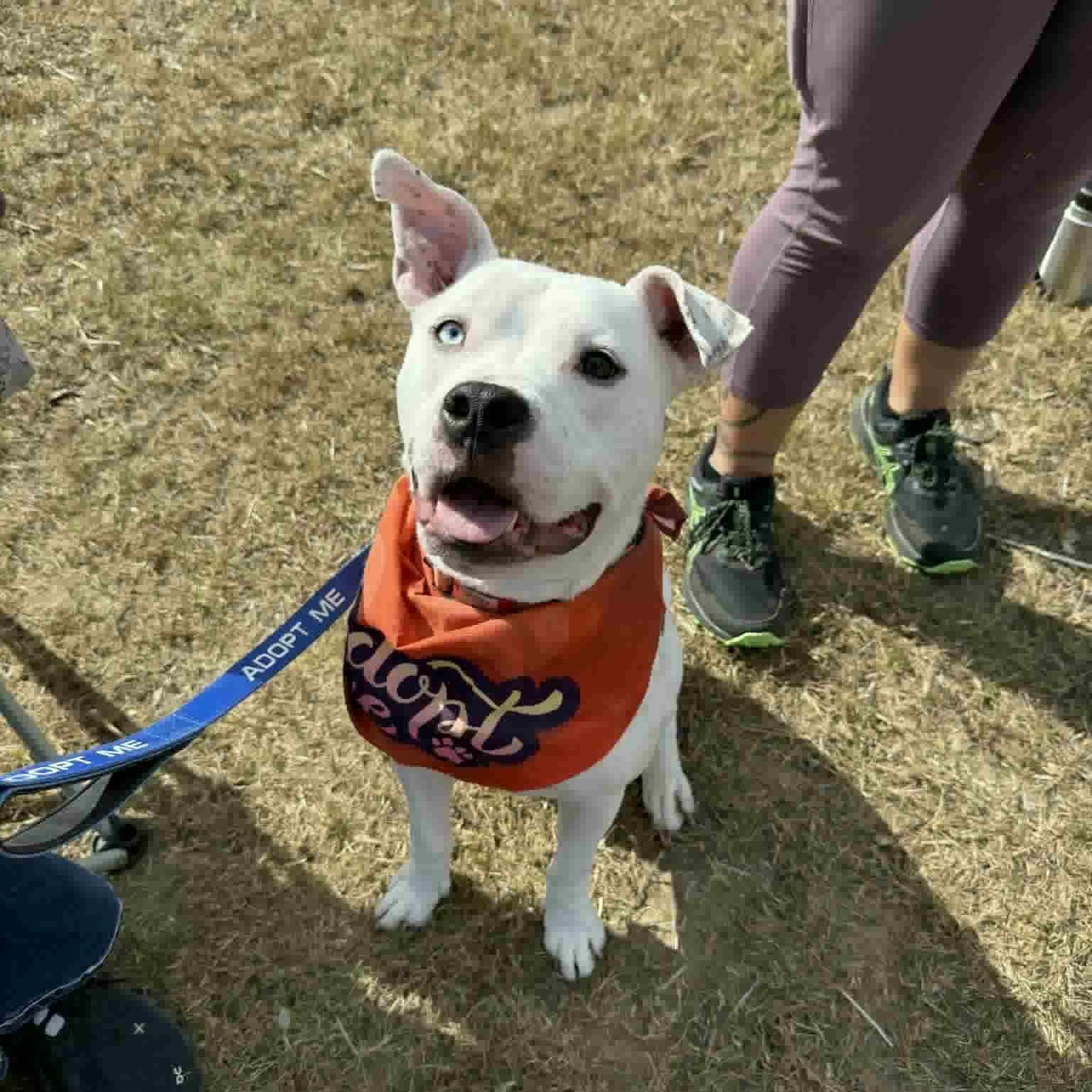 Oliver, Adoptable, Adult Male Pit Bull Terrier & Boxer.